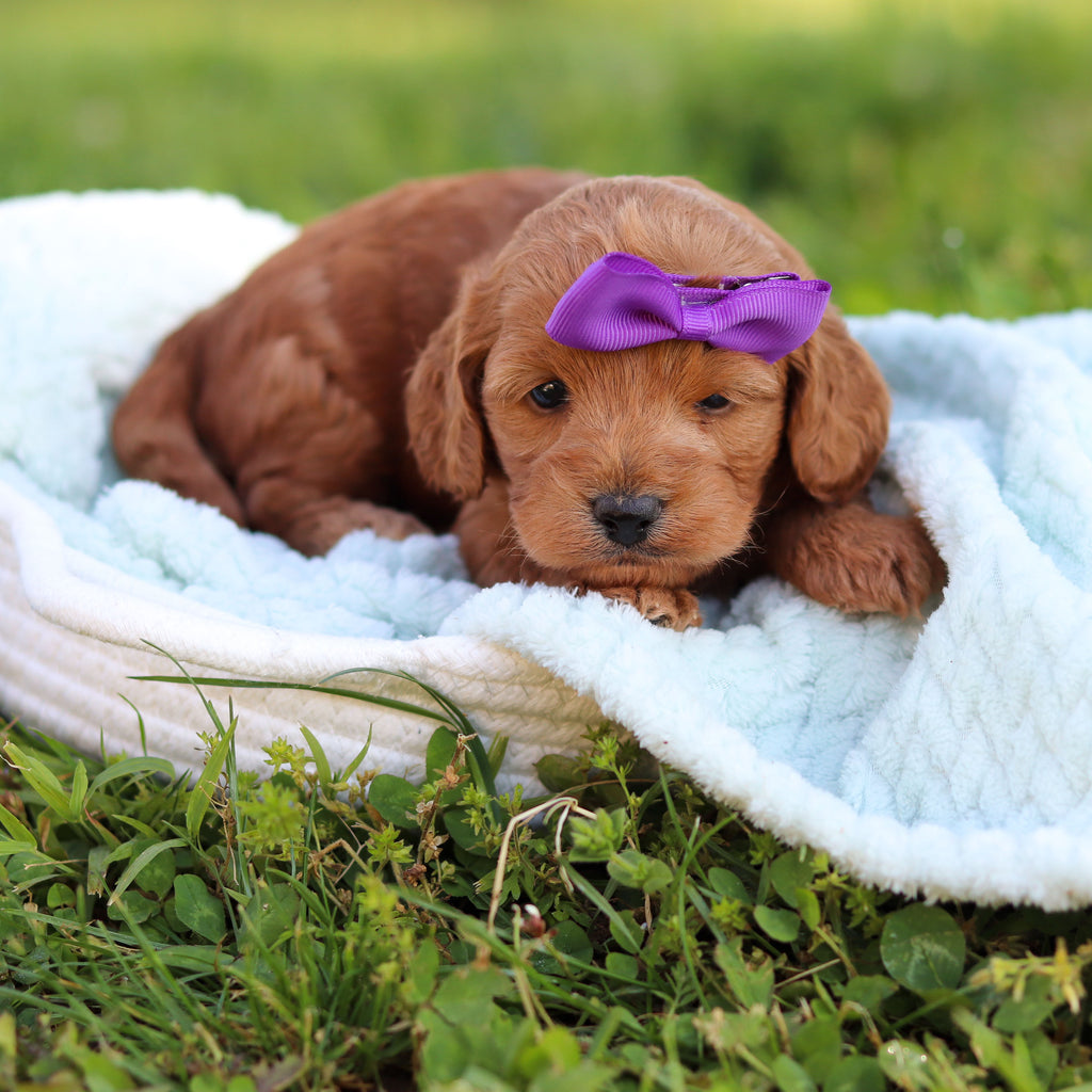 Gertie - Available 6/18