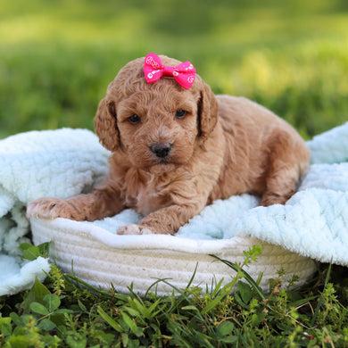 Goldie - Available 6/18