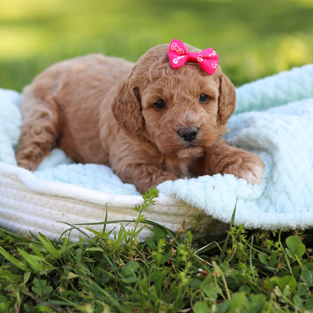 Goldie - Available 6/18