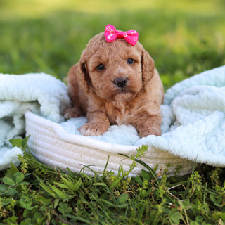 Goldie - Available 6/18