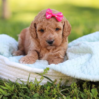 Goldie - Available 6/18
