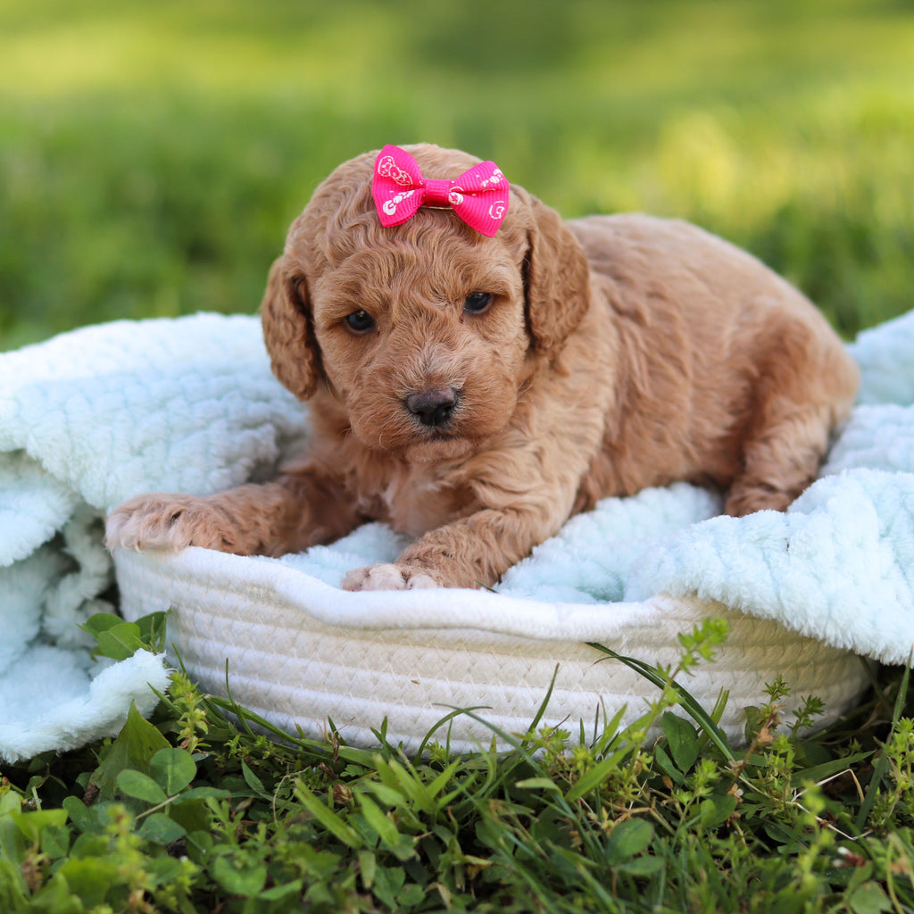 Goldie - Available 6/18