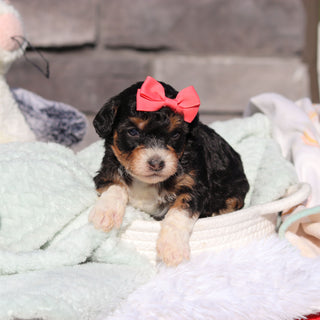 Roxie - Available 6/18