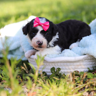 Aggie - Available 6/18