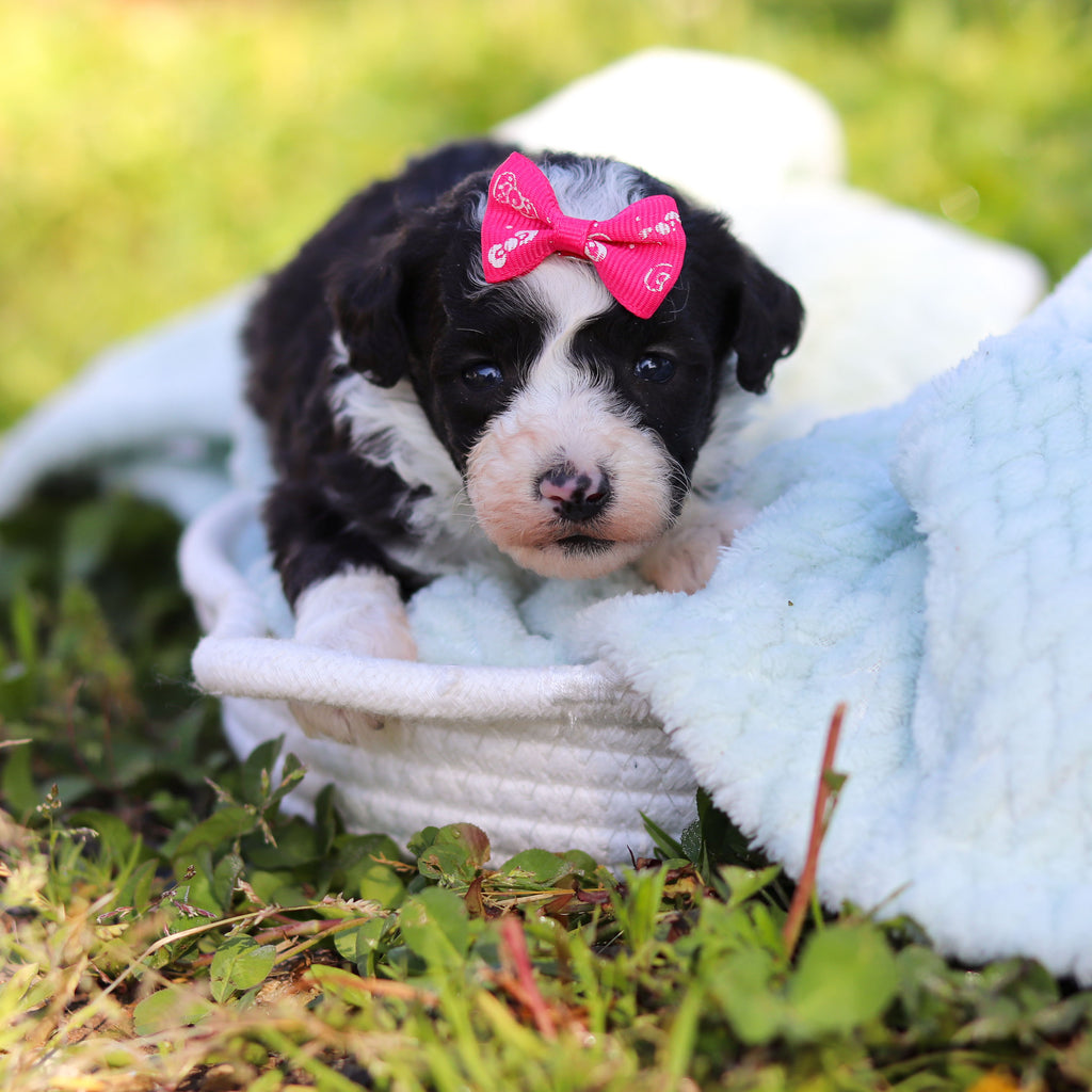 Aggie - Available 6/18
