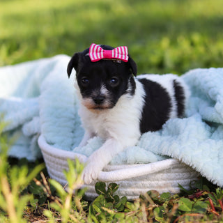Alma - Available 6/18