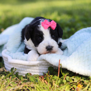 Avery - Available 6/18