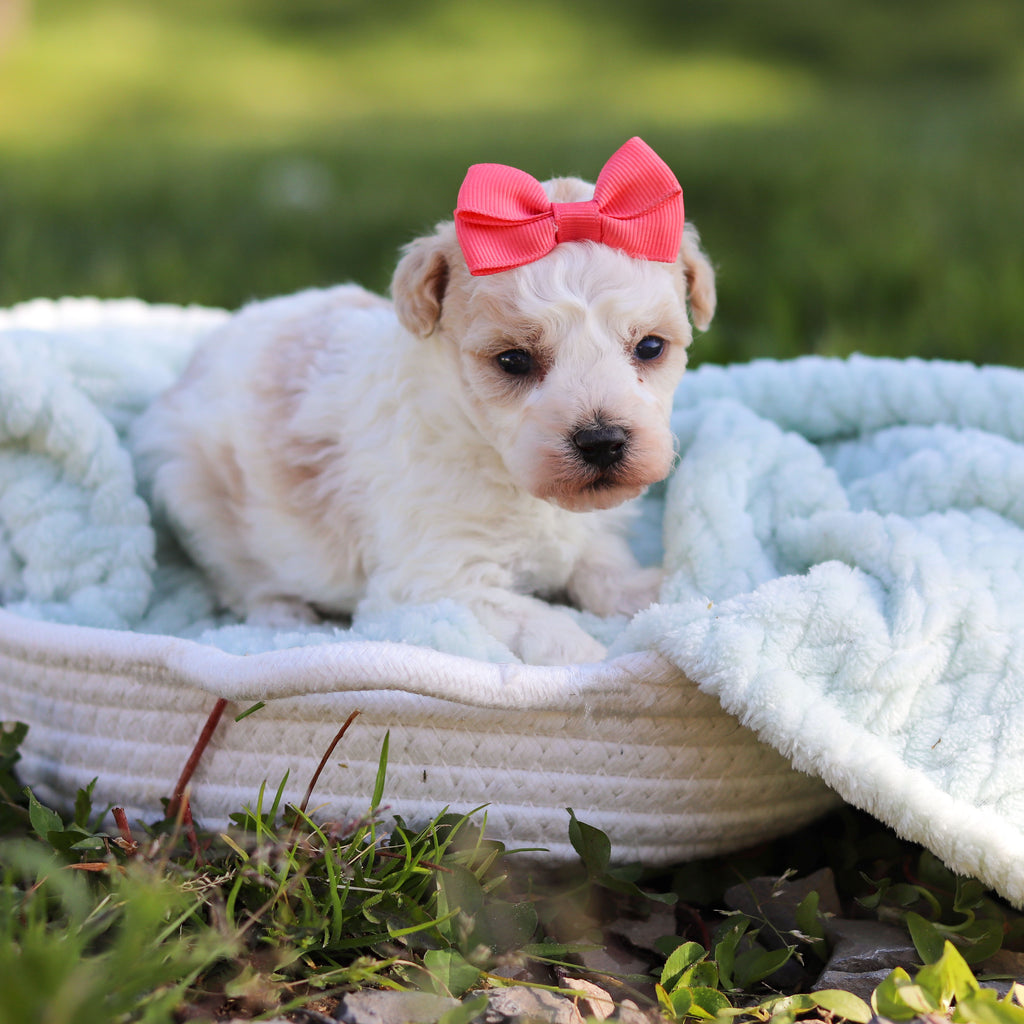Alice - Available 6/18