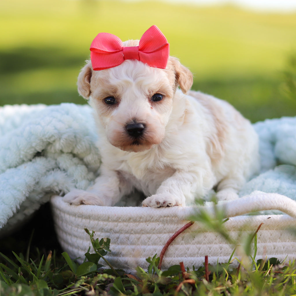 Alice - Available 6/18
