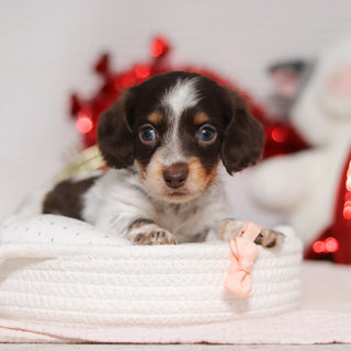 Theadora - Available 2/26