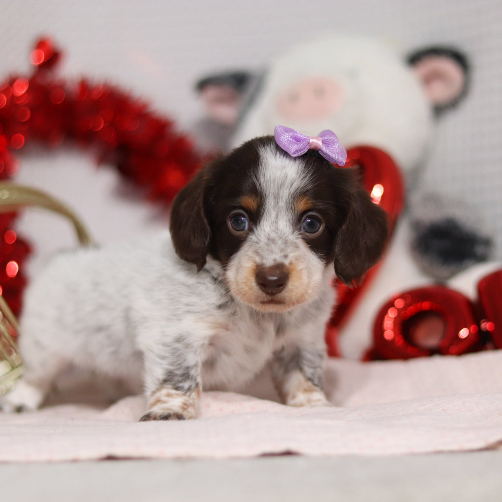 Tinsley - Available 2/26