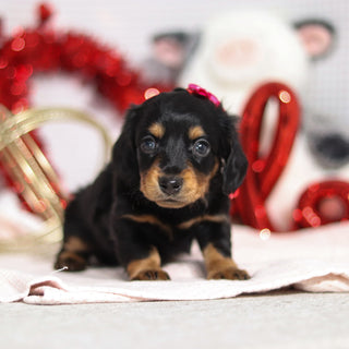 Tegan - Available 2/26