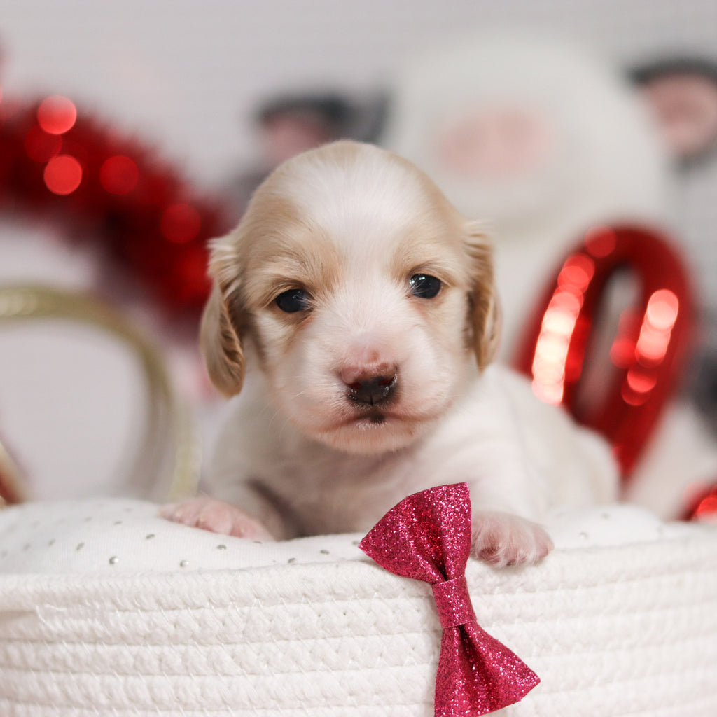 Lana - Available 3/5