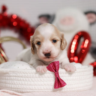 Lana - Available 3/5