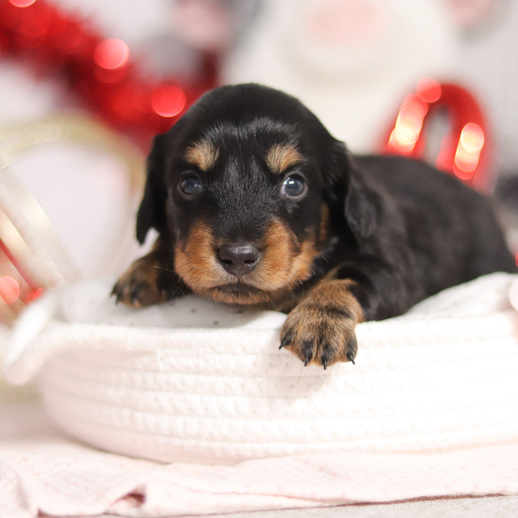 Odessa - Available 3/5