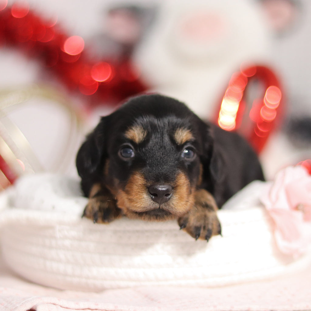 Odessa - Available 3/5