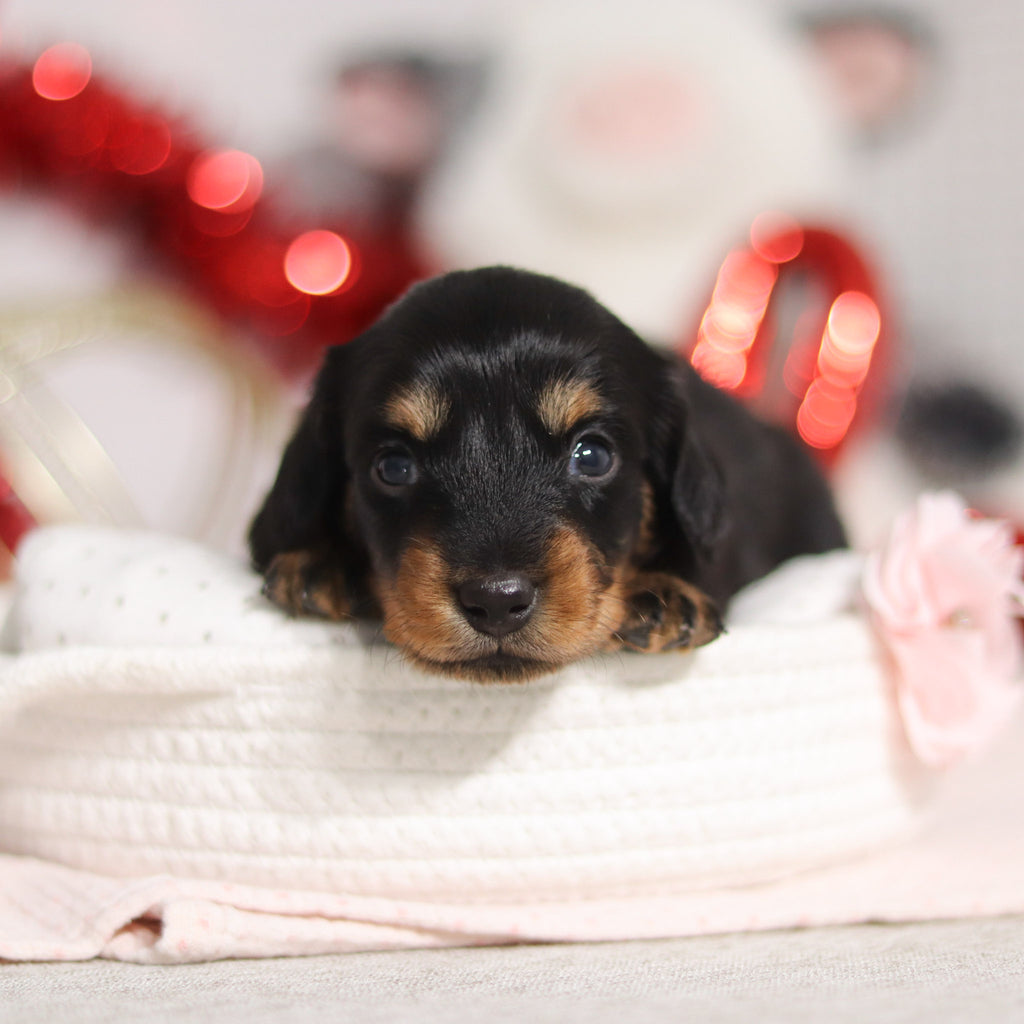 Odessa - Available 3/5