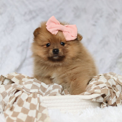 Posey - Available 2/26