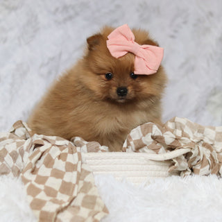 Posey - Available 2/26