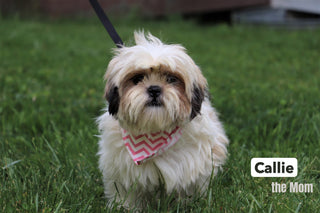 Roscoe - Available 12/31