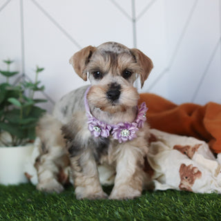 Kendra - Available 2/18