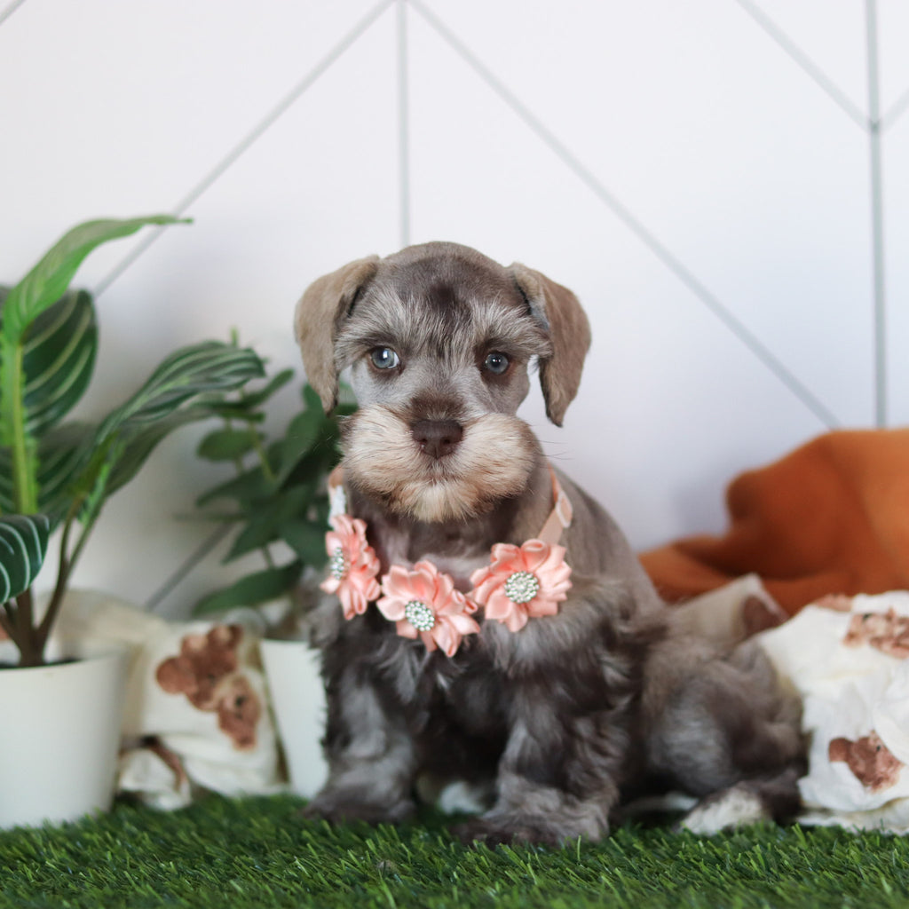 Zendaya - Available 2/18