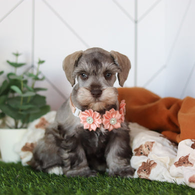 Zendaya - Available 2/18