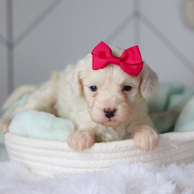 Colette - Available 3/19