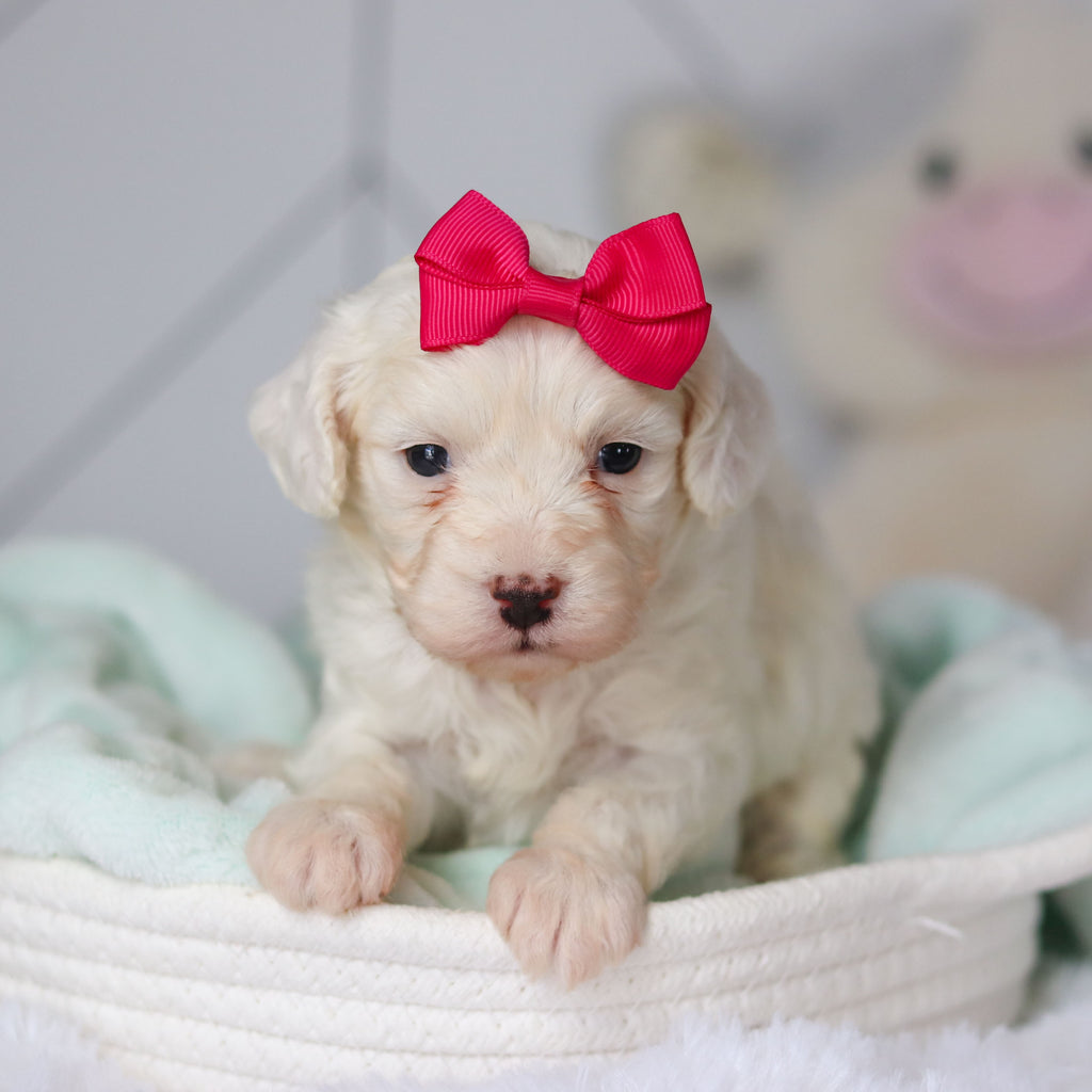 Colette - Available 3/19