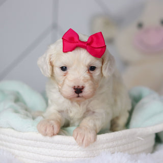 Colette - Available 3/19