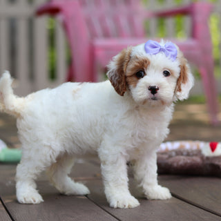Dolly - Available 6/4