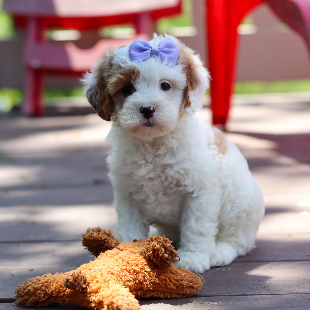 Dolly - Available 6/4
