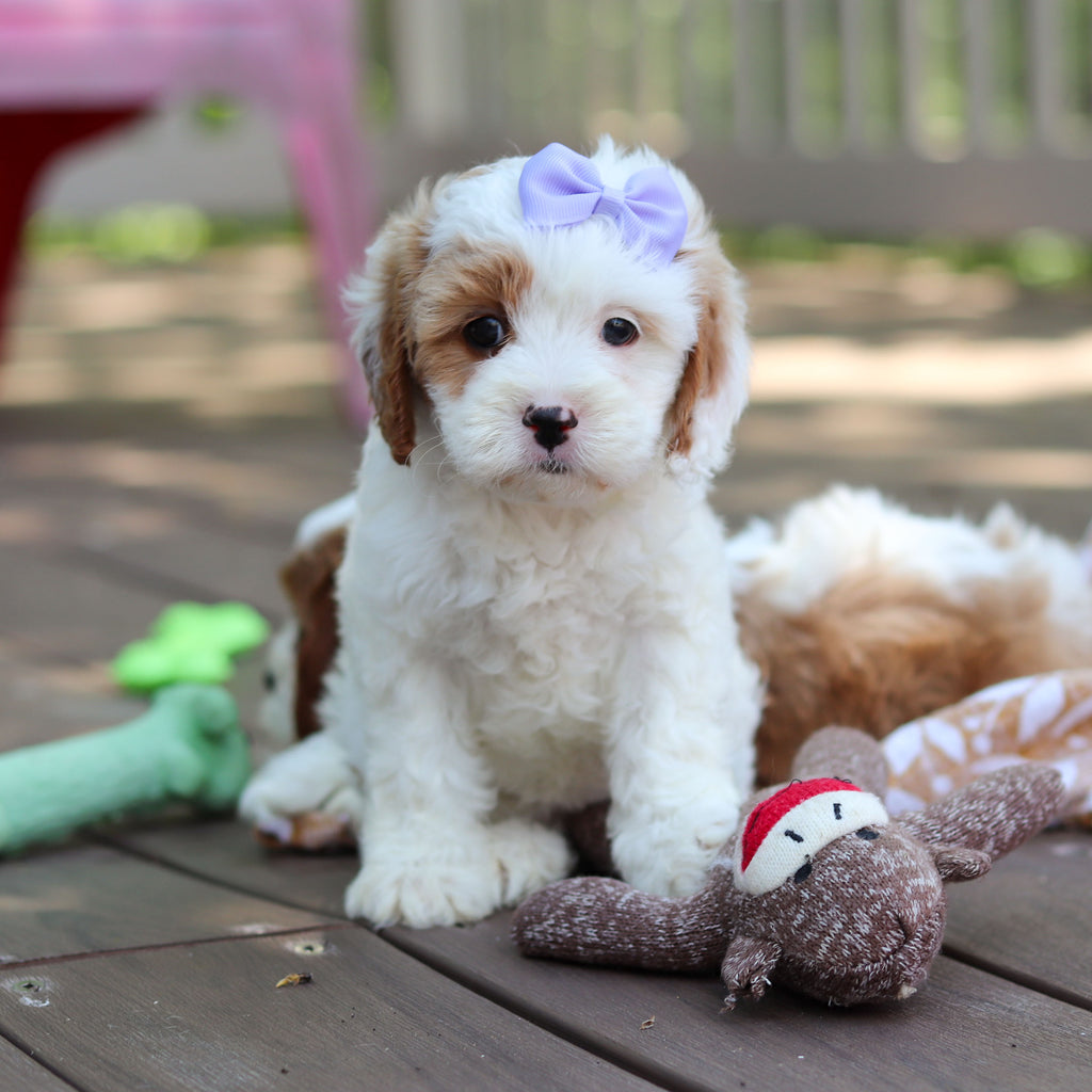 Dolly - Available 6/4