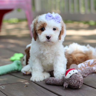 Dolly - Available 6/4