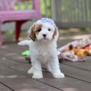 Dolly - Available 6/4