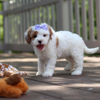Dolly - Available 6/4