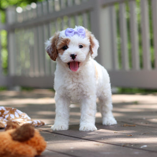 Dolly - Available 6/4