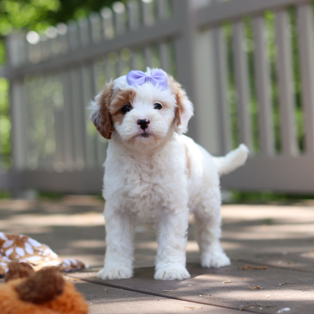 Dolly - Available 6/4