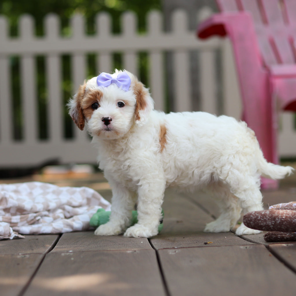 Dolly - Available 6/4