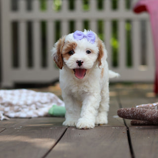 Dolly - Available 6/4
