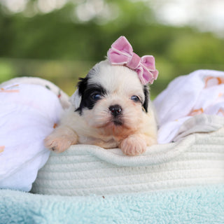 Cammie - Available 9/24
