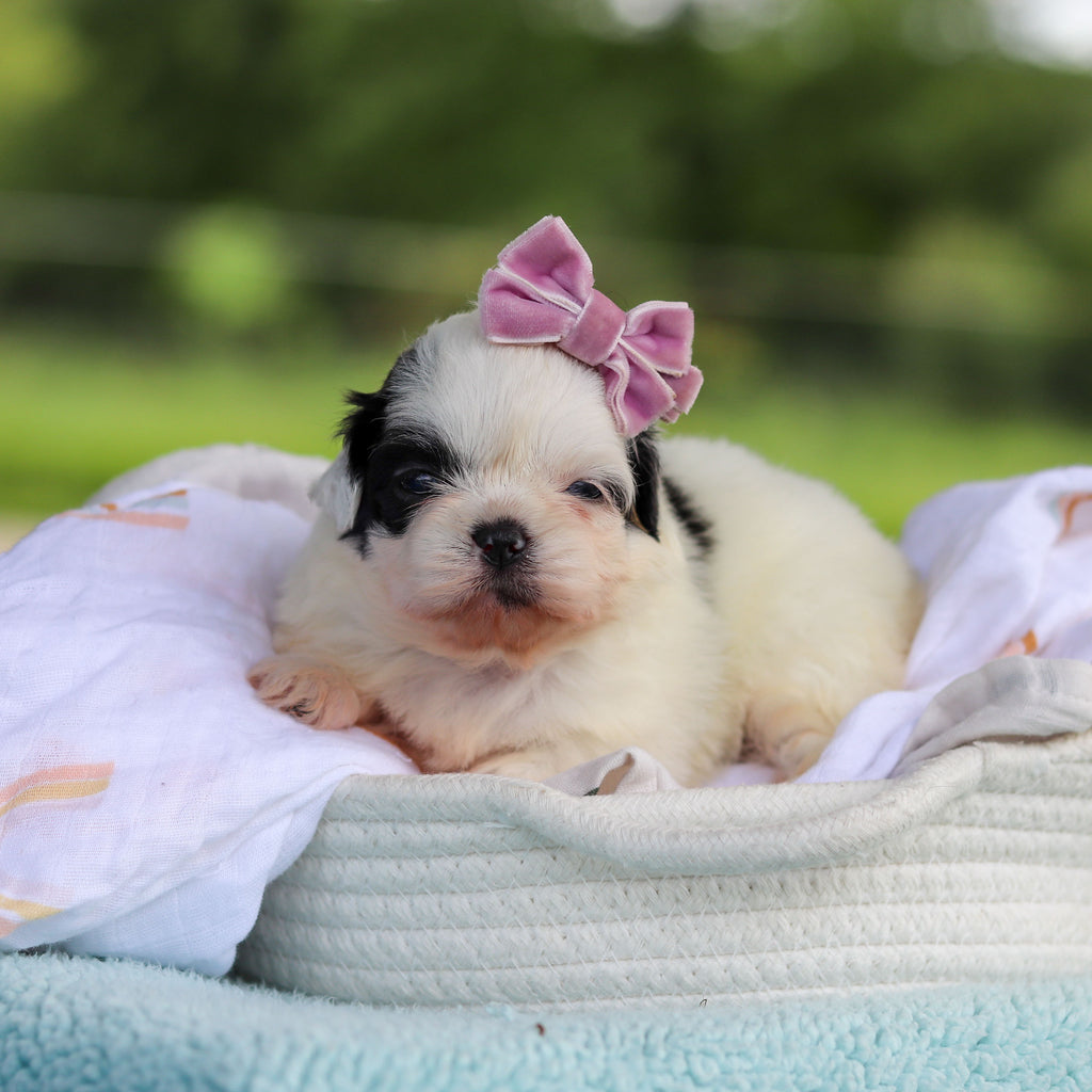 Cammie - Available 9/24