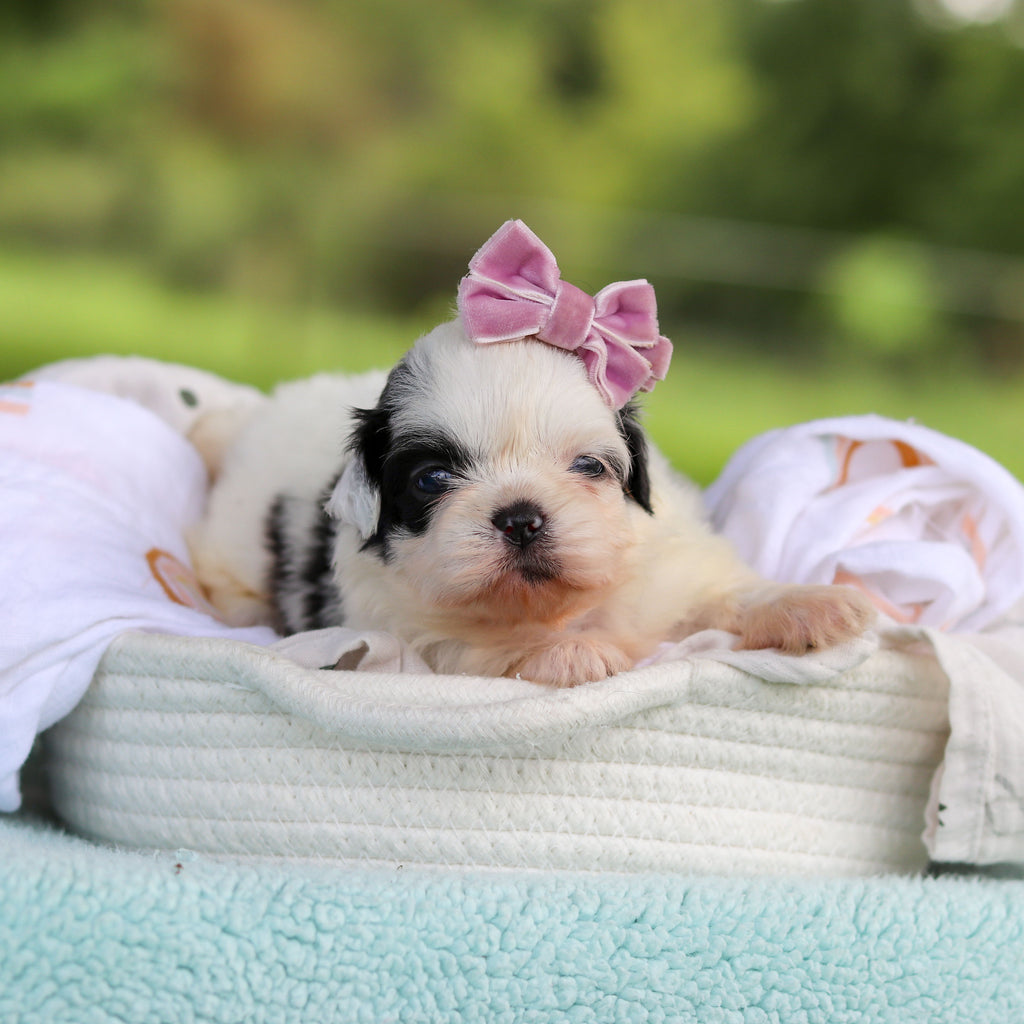 Cammie - Available 9/24