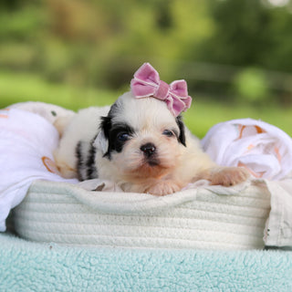 Cammie - Available 9/24