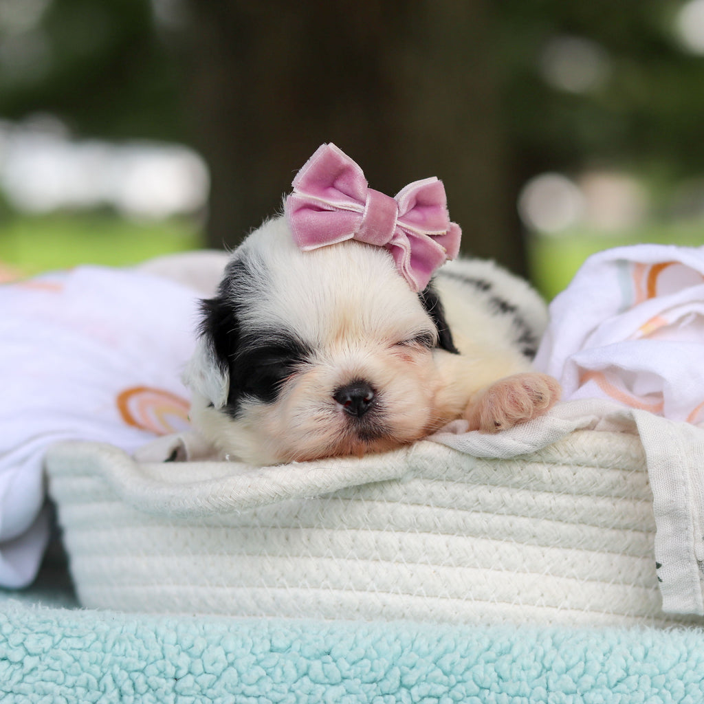 Cammie - Available 9/24