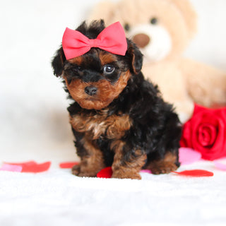 Elphie - Available 3/5