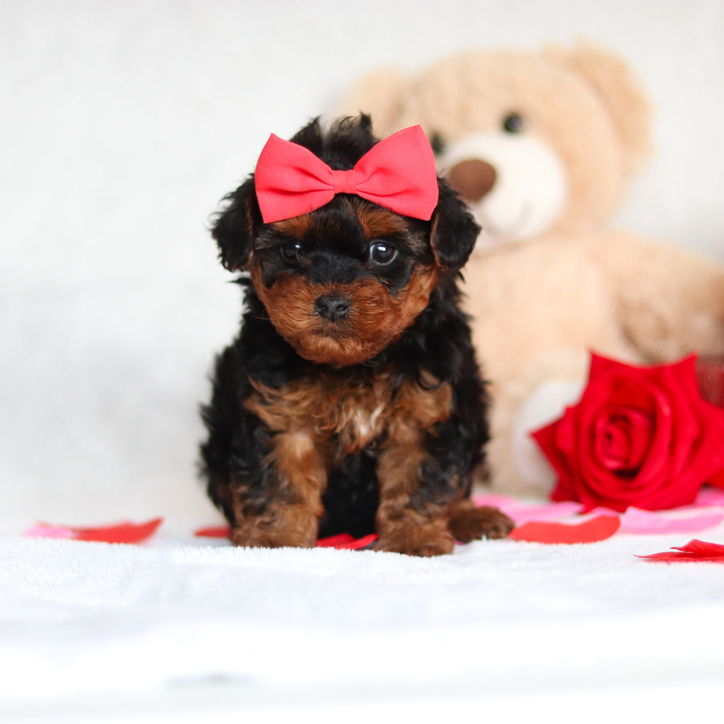 Elphie - Available 3/5