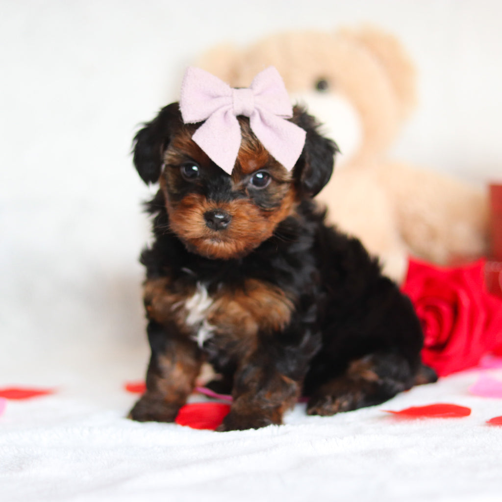 Glinda - Available 3/5