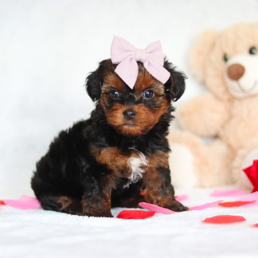 Glinda - Available 3/5