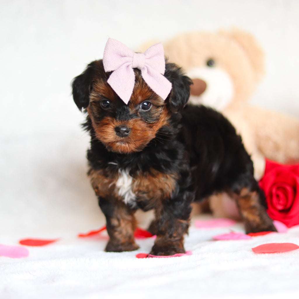 Glinda - Available 3/5